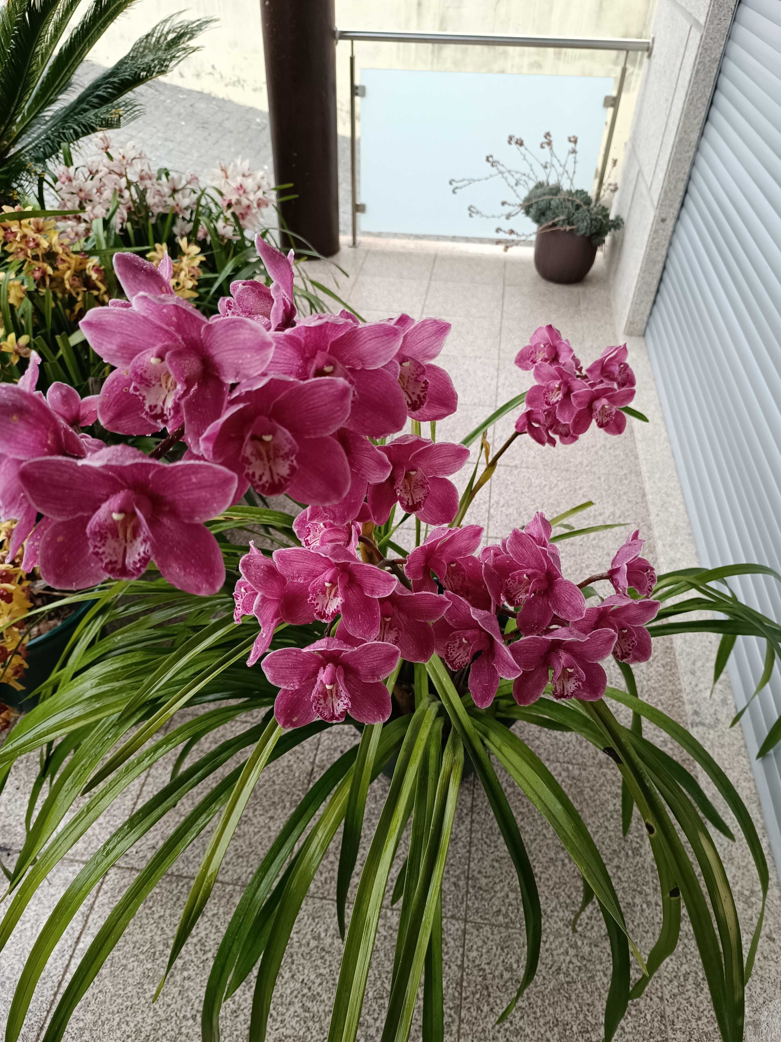 Orquídea de exterior