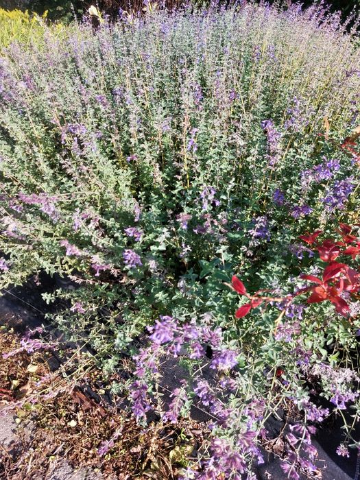 Kocimietka, kocimiętki pojemik 3l, C3 Walker's Low, Six Hills Gigant