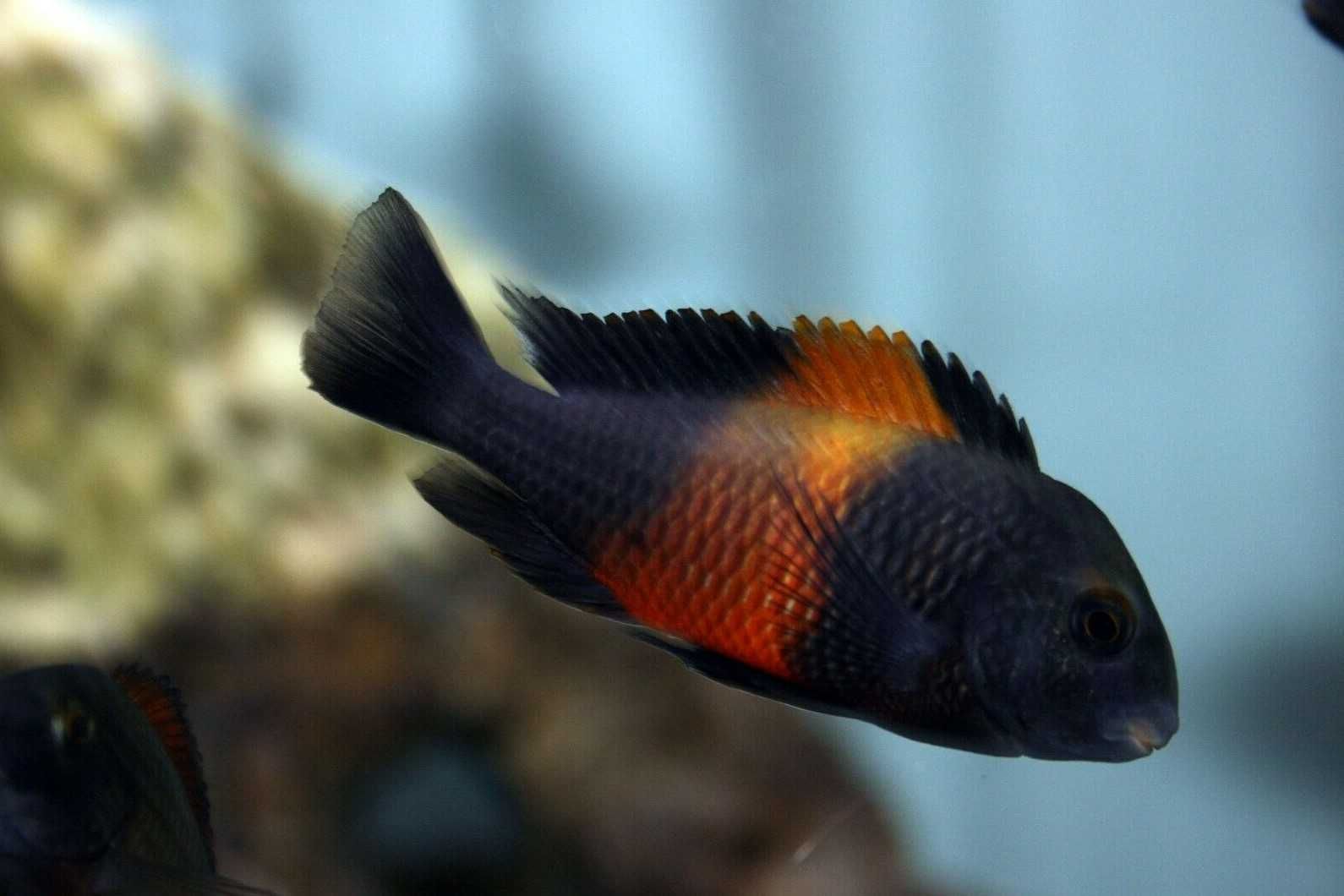 Tropheus sp. Bemba pokolenie F1 - TANGANIKA - IMPORT - dowóz, wysyłka