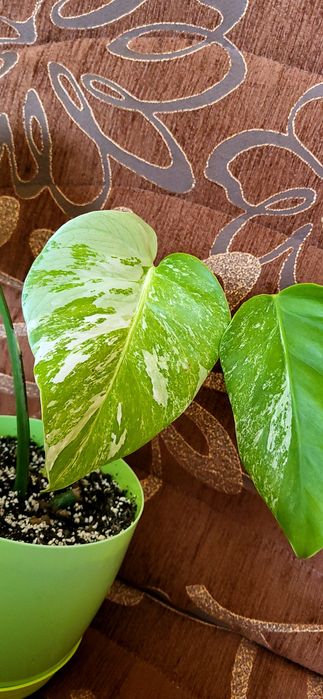 Monstera variegata