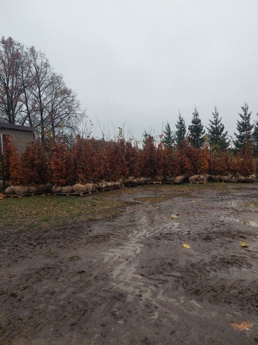 Buk gęsty na żywopłot