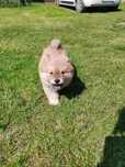 Chow Chow szczeniak