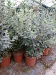 Metrosideros excelsa com 40/50cm