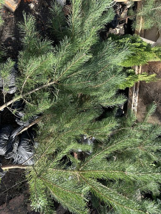 Саженцы Сосни Кримской, купить саженцы Сосни. Разной висоти.