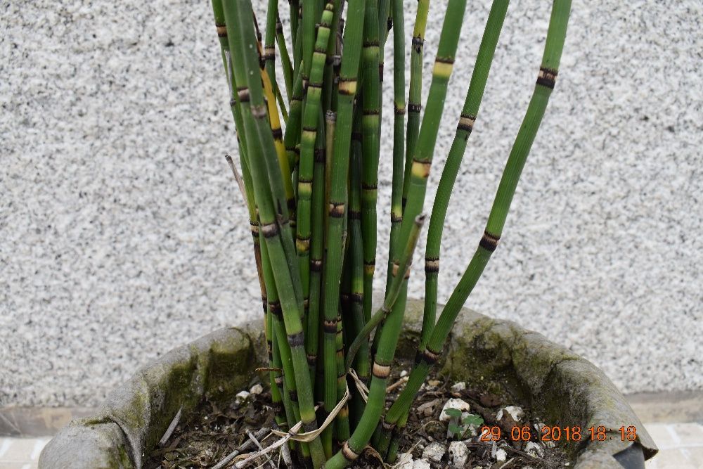 Plantas Aquáticas