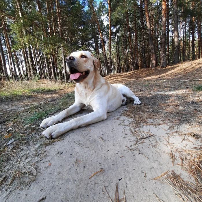 Молодой кобель приглашает даму)