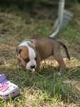 Magiczna Suczka Amstaff American Staffordshire Terrier  ZKwP FCI