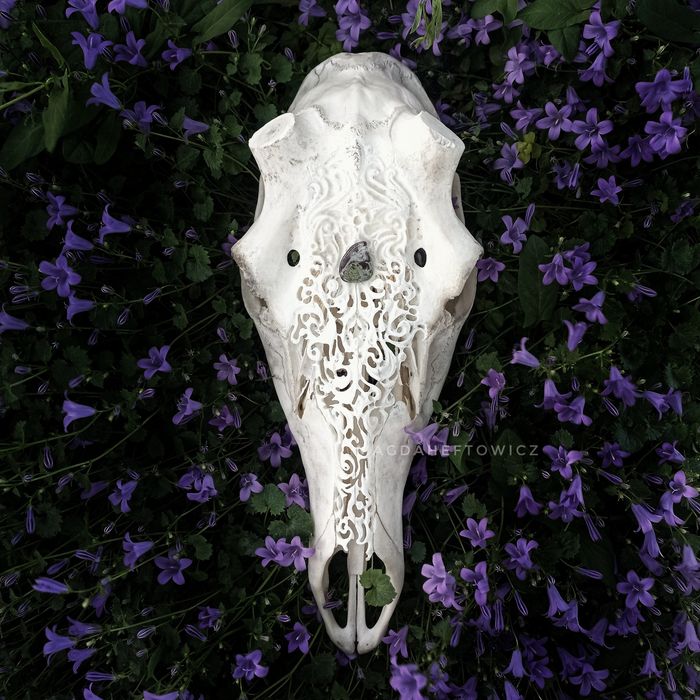 Grawerowana czaszka jelenia