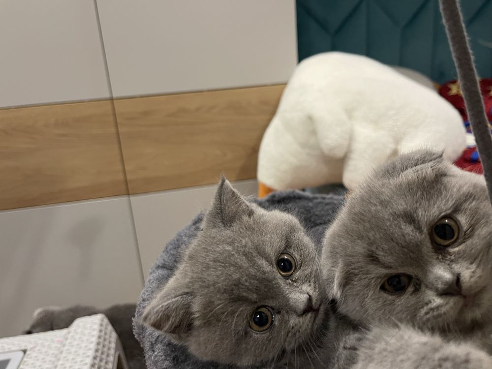 Кошенята шотланські