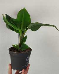 Bananowiec Musa Tropicana Roślina 2 Kategorii 25 cm