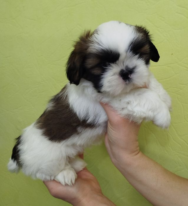 Чистокровний Ши-тцу хлопчик цуцик