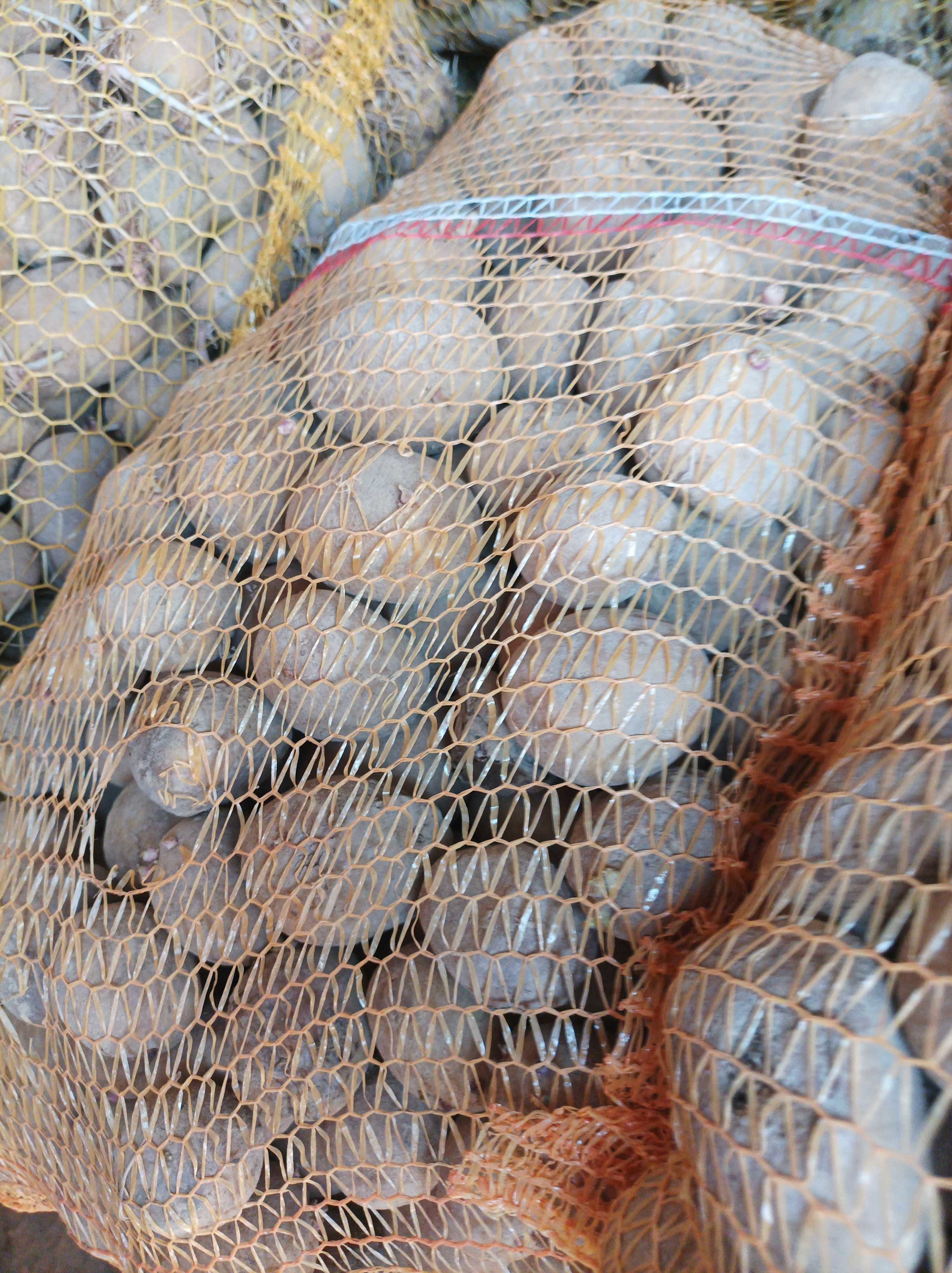 Ziemniaki odmiany Soraya Jurka oraz denara