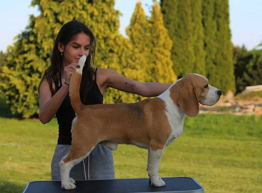 BEAGLE-mniejszy w typie, ZKwP,doskonały rodowód, mniejsza