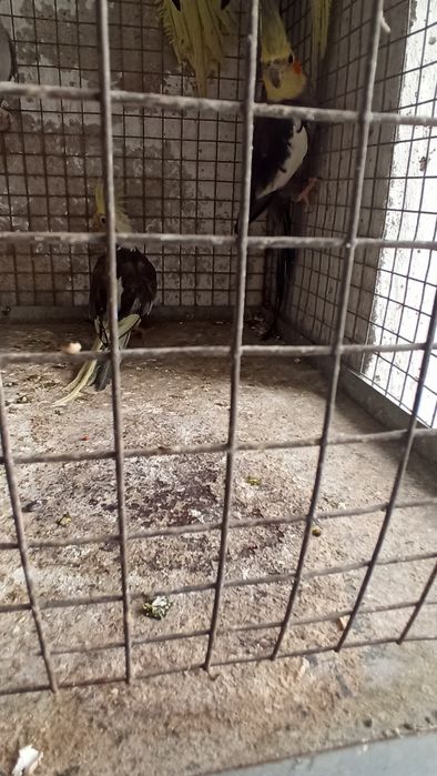 Caturras Cinzentas