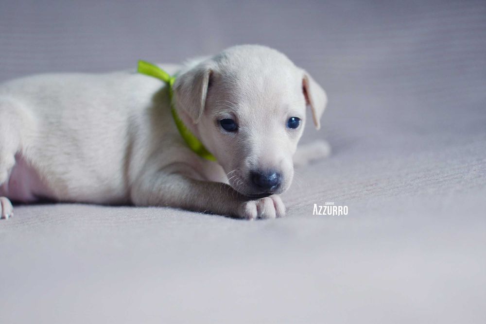 charcik włoski - kremowa kuleczka