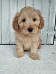 Cavapoo f1b , piesek Morus ( nie maltipoo pudel maltańczyk cavalier)