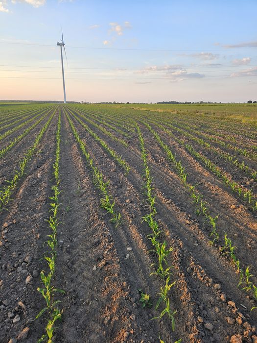 Usługi rolnicze siew kukurydzy zbóż bezorkowa zbiór kombajnem prasą