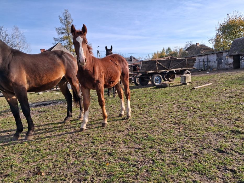 Sprzedam Ogierka Śląskiego