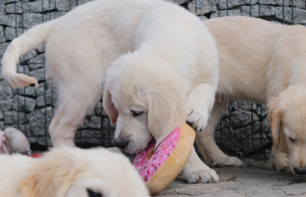 Piesek golden retriever ZKwP/FCI