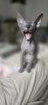 WCF DON Sphynx kotek