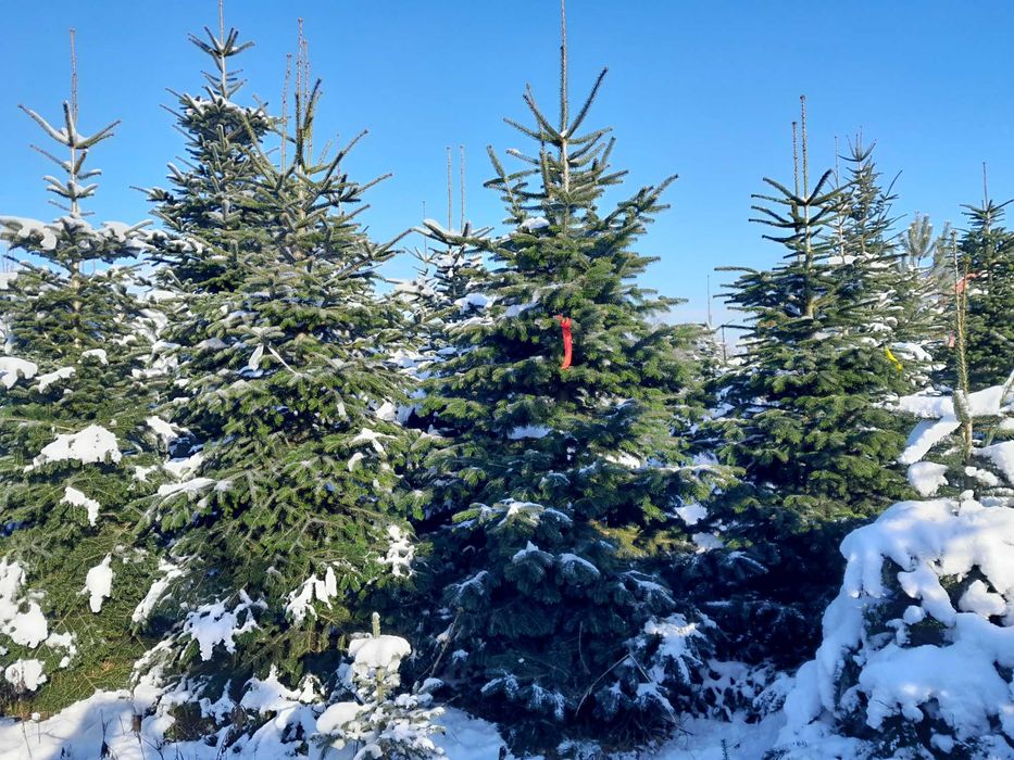Choinka! Choinki! Ładne, gęste jodły i świerki z dostawą pod dom!
