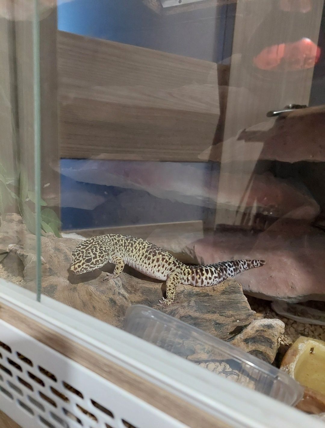 Gekon lamparci 5 lat razem z terrarium