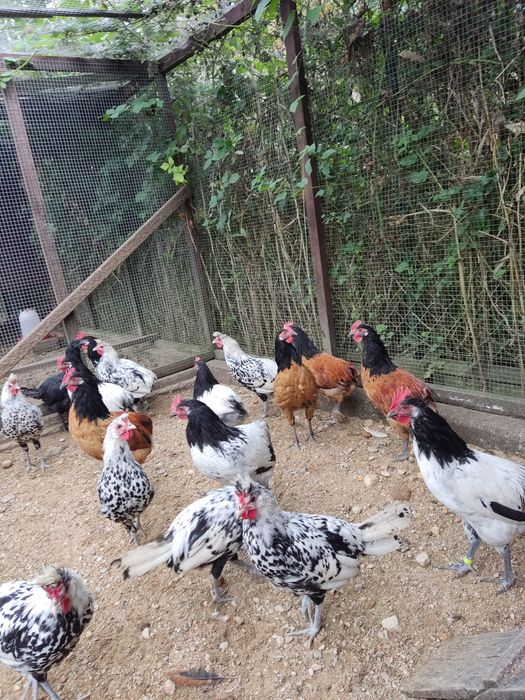 Kury ozdobne koguty lakenfelder vorwerk, włoszka i appenzeller