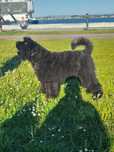 RARO-Bouvier Flandres