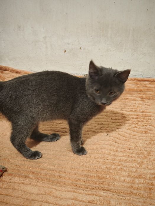 Кошенята в дбайливі руки