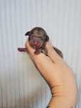 Jamnik miniaturowy sunia