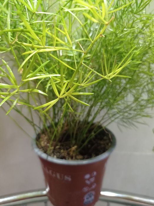 Аспарагус, комнатный.