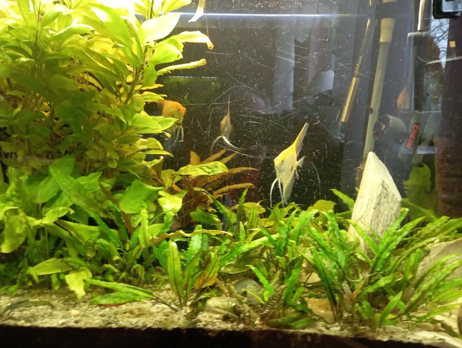 Sprzedam roślinki do akwarium