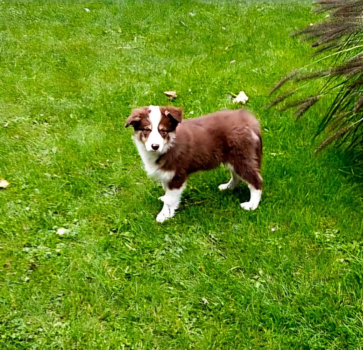Piękny szczeniak Border Collie FCI
