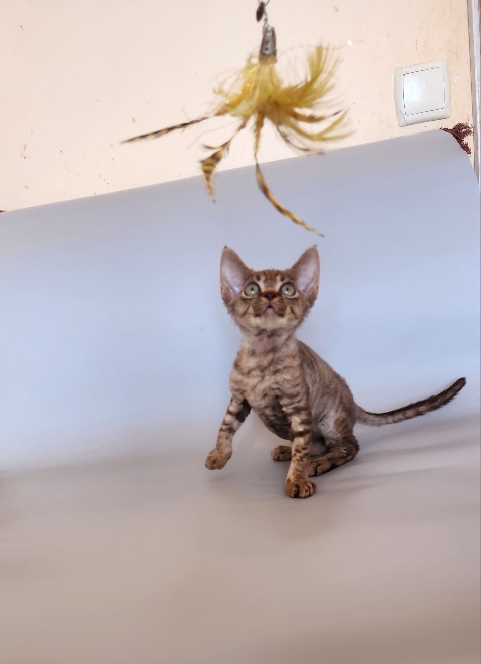 Котята Киев,девон, кучерявые котята