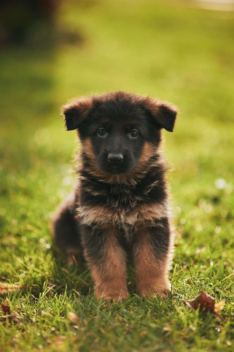 Owczarek niemiecki Owczarki niemieckie