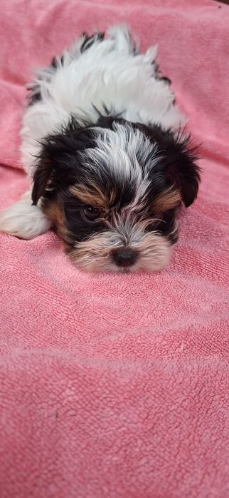 Piesek York biewer miniaturowy z metryką