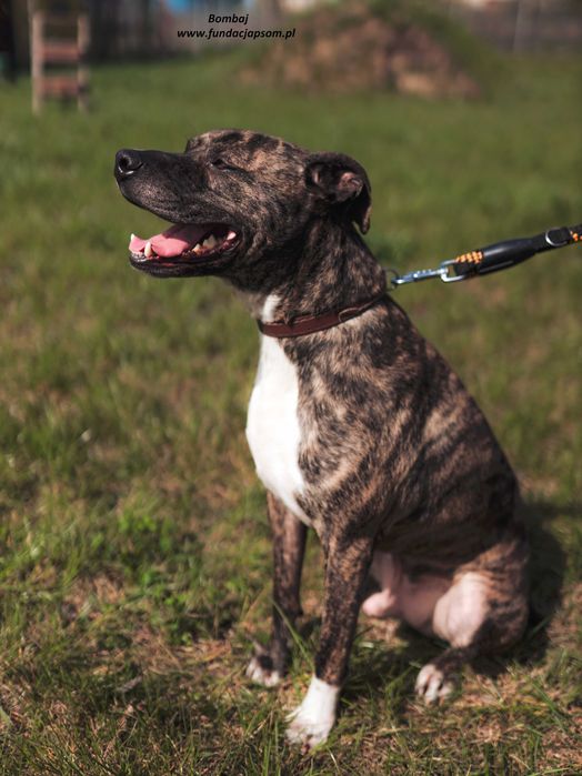 Bombaj - czeka na nowy dom