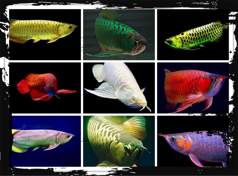 Цихлазома Элиота Thorichthys Maculipinnis Аквариумные Рыбки Цихлиды