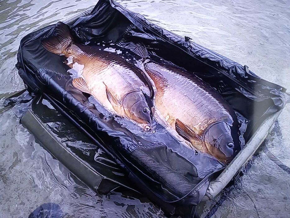 duże karpie pełnołuskie przedzial 4-7 kg