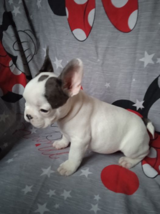 Мальчик и девочка французского бульдога