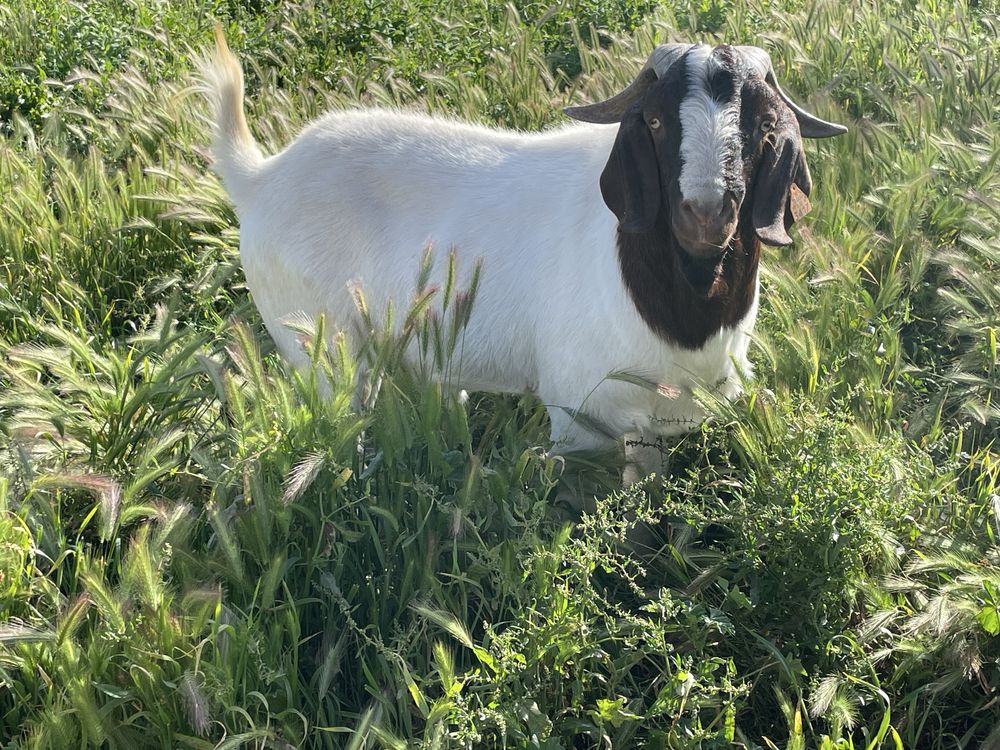 Macho Boer