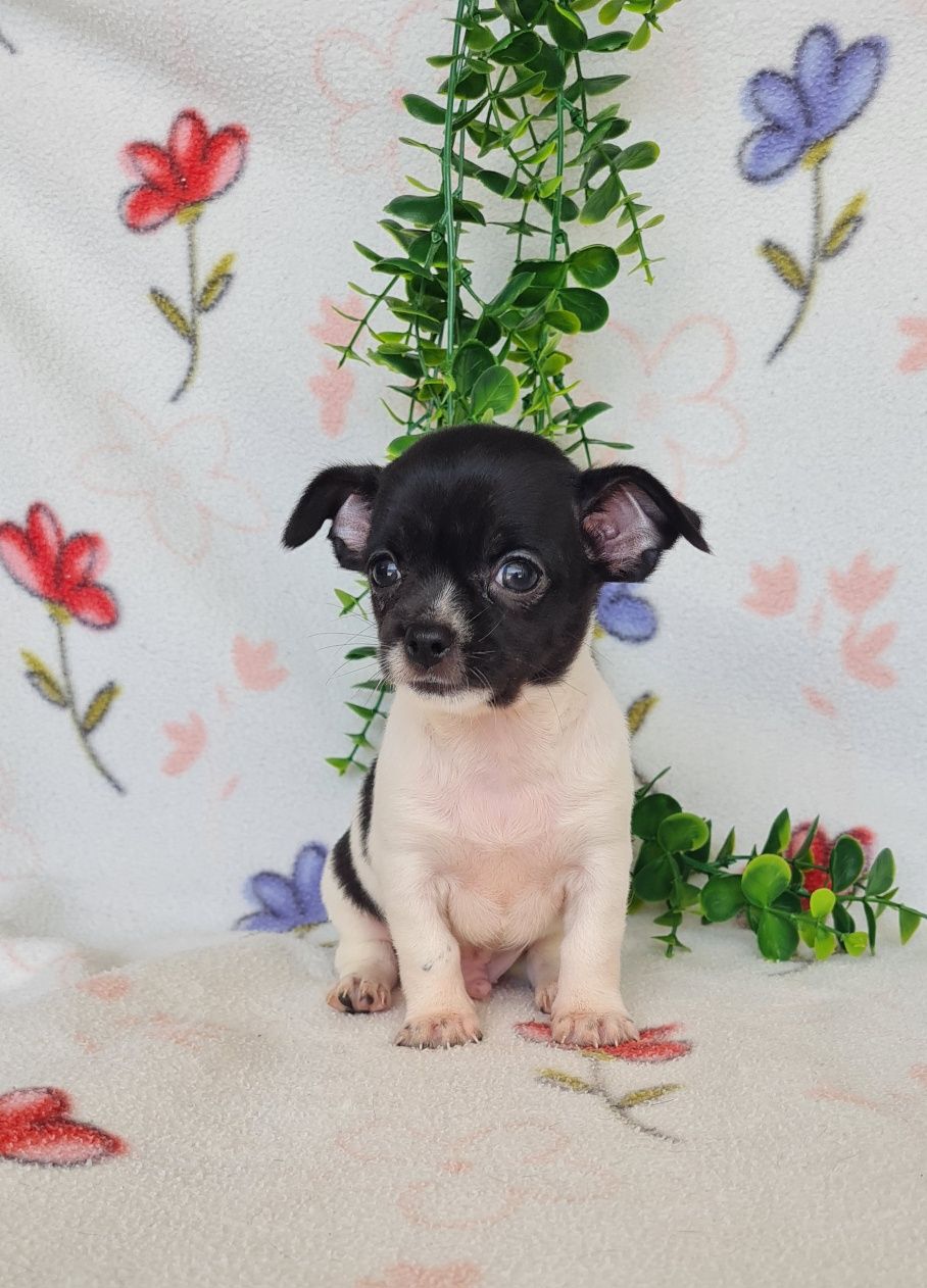 Excecional Chihuahua/Chiuaua LinhagemRussa. Qualidad