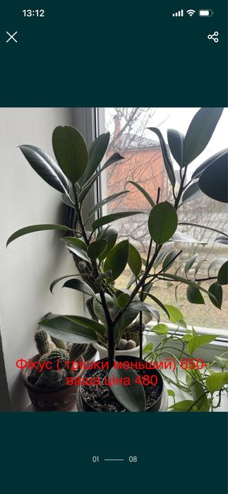 Кімнетні рослини пальми в асортименті