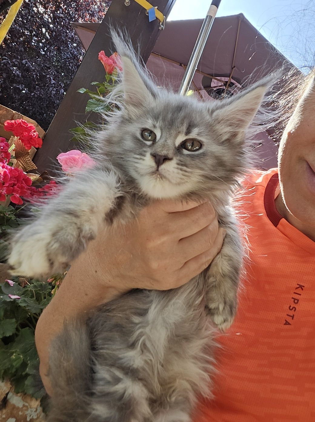 Mainecoon Felis Polonia kotka