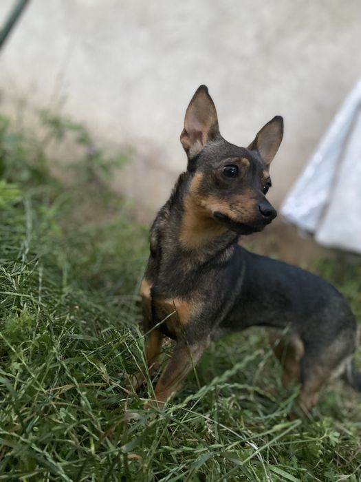 Oddam mloda suczke ma dwa latka .