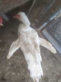 Качур , селезень беелоой мускусной утки шипун индоутка