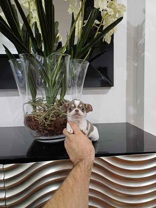 MARAVILHOSA Chihuahua  HIperminiatura FEMEA BRANCA e LILAC