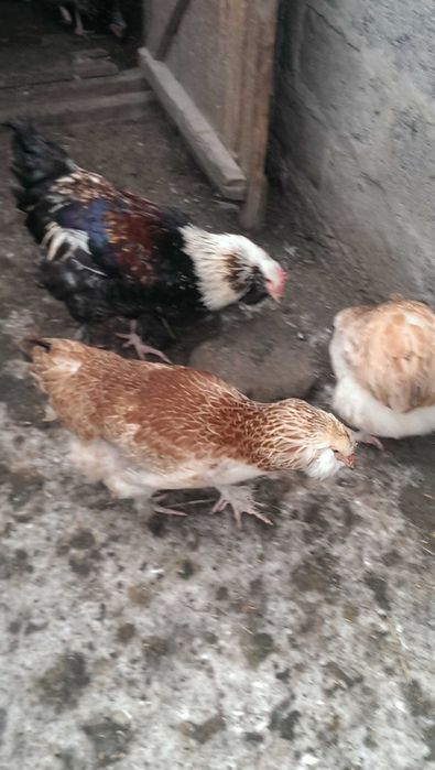 Инкуаб.яйцофФавероль, Циплятки.