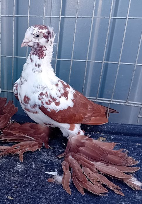 Winery,widyn koroniaty, wiedyny