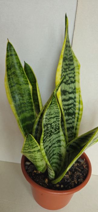 Planta Espada de São Jorge em Vaso 15 cm